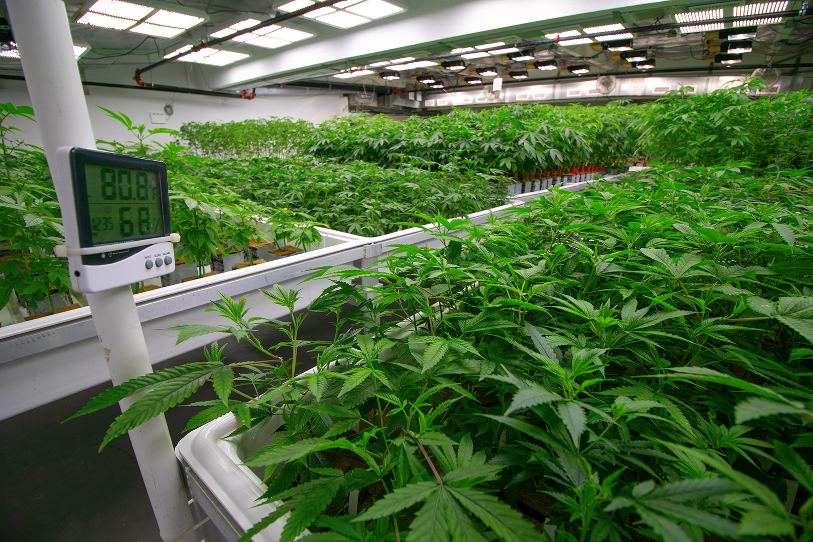 join together weed join together weed