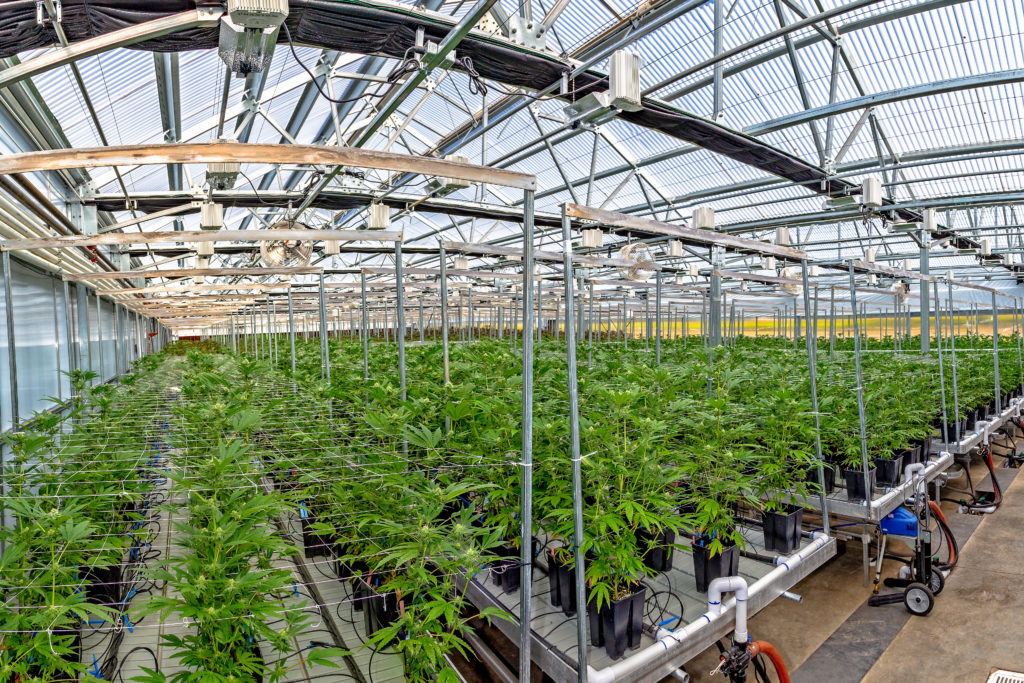 Indoor cannabis cultivation facility