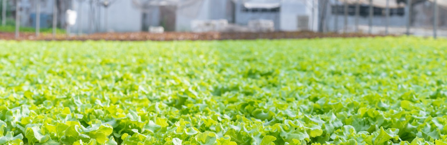 Leafy Greens Greenhouse Stock Image