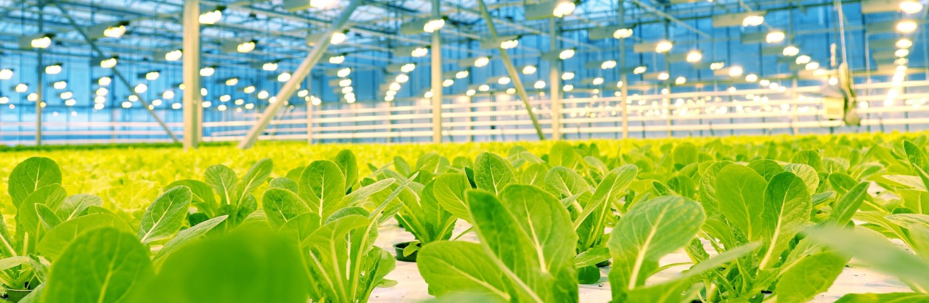 Leafy Greens Greenhouse Stock Image