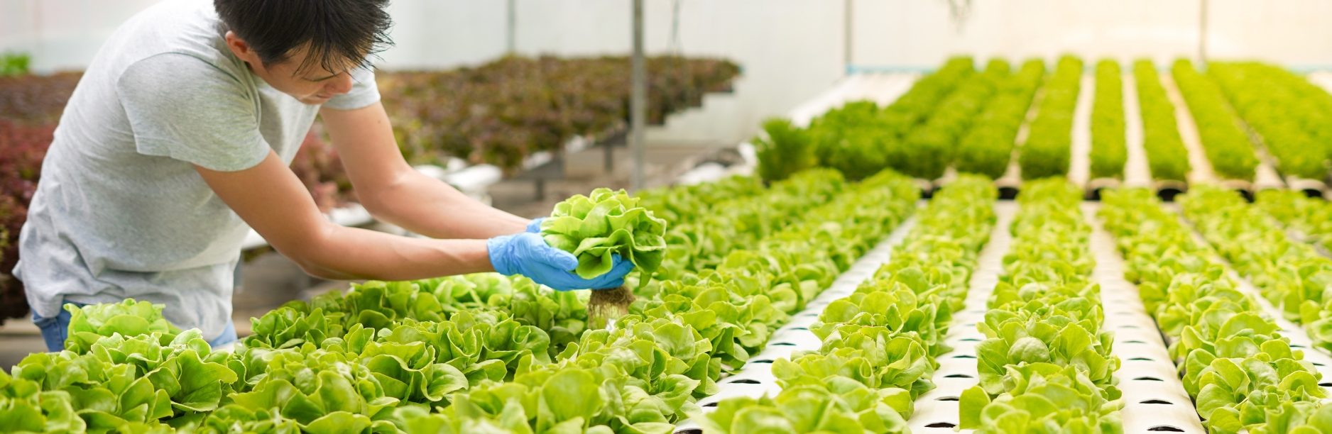 Leafy Greens Stock Header