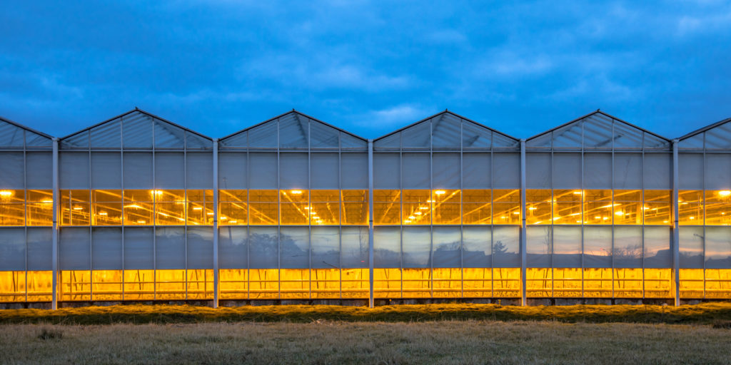 illuminated venlo greenhouse at dusk