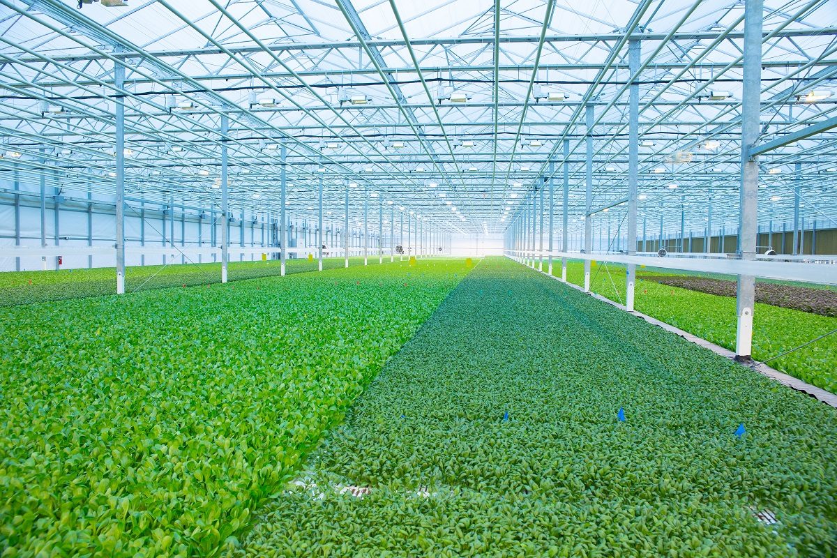 Image of a bright green microgreens greenhouse