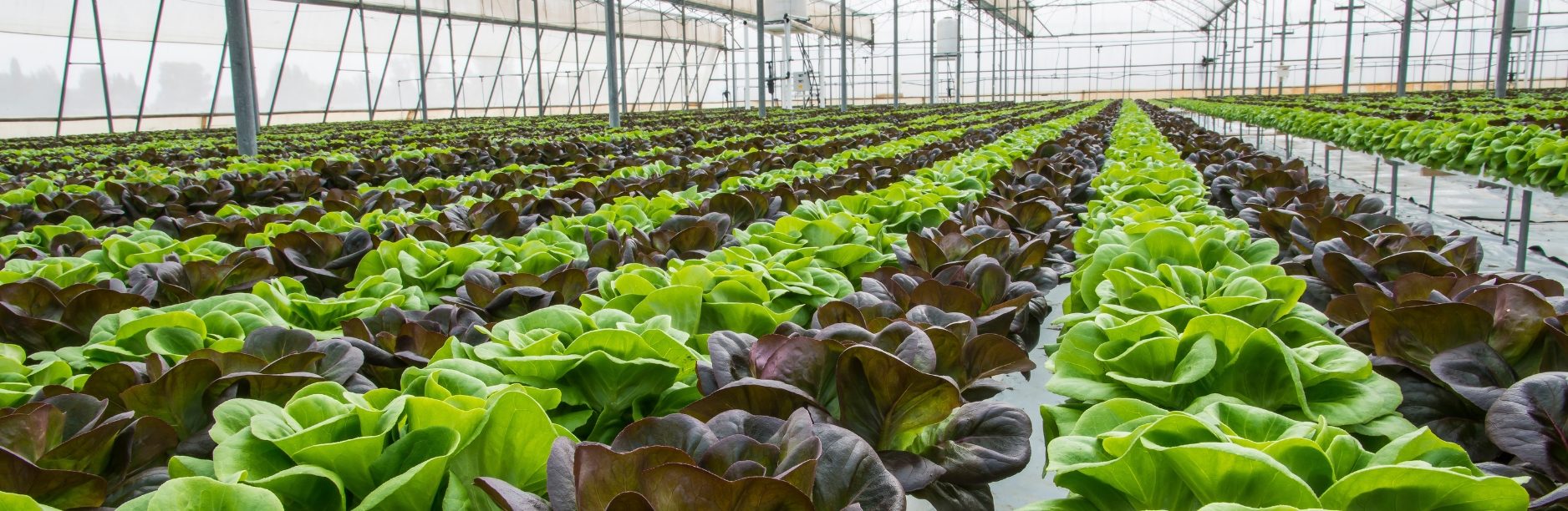 Leafy greens greenhouse designed and built by ARCO in Kendall County, IL, featuring rows of vibrant green and red lettuce growing in a controlled, high-tech environment.